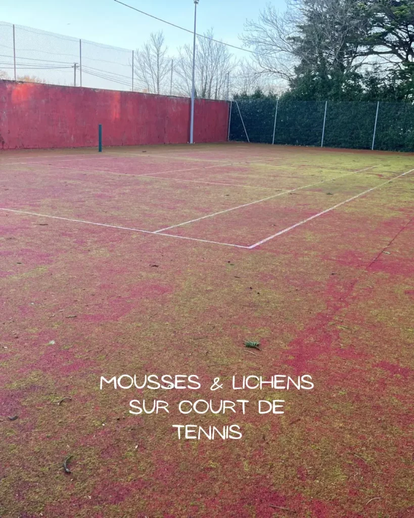 Mousses et lichens recouvrant un court de tennis usé à nettoyer